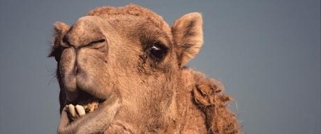Iranians, The Camel Jockeys