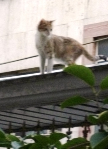 Wild Kitties of Tehran