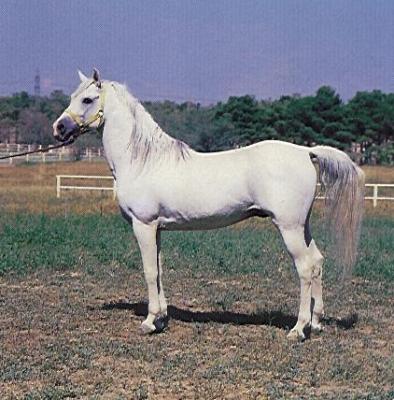 Iranian horses