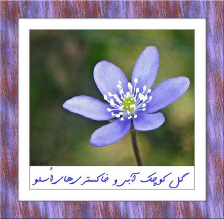 گل کوچک آبی‌ و خاکستری‌های اُسلو