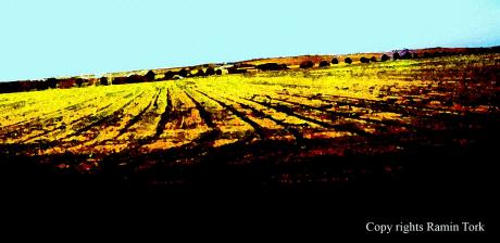 Picture of the day - Mustard fields in a train journey 
