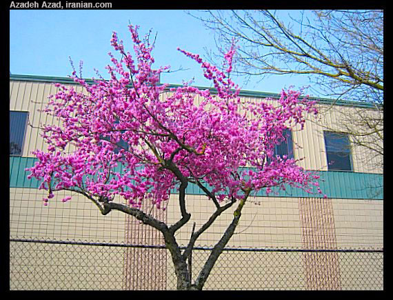 bloom029