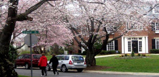 Bethesda in bloom