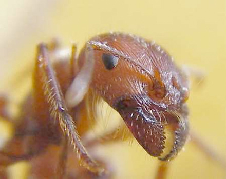 مورچه های تونسی