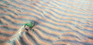 Dancing Dunes