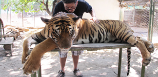 I kissed a tiger... and I liked it!