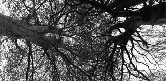 Branching in the Sky