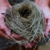 Empty nest