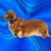 paradochshund's picture