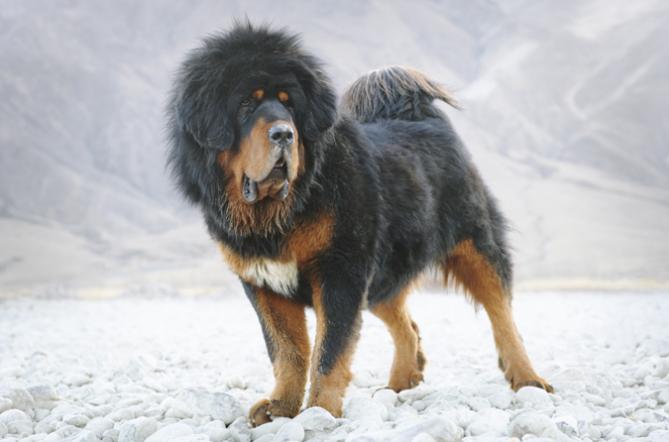 iranian mastiff dog