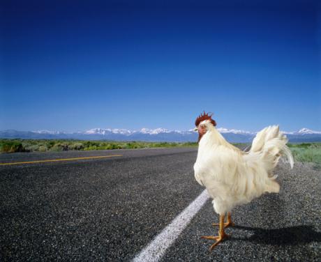 Why did the Chicken cross the road?