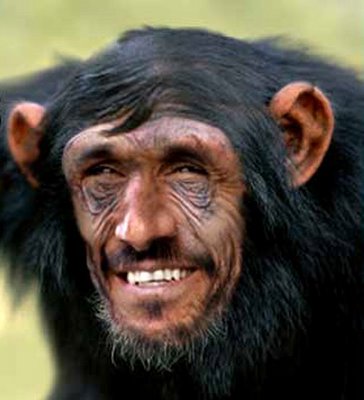 Let's Give This Chimp Some Credit