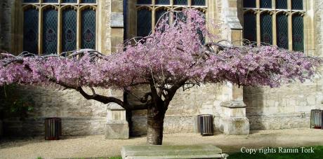 Picture of the day - Blossom on the Chruch tree