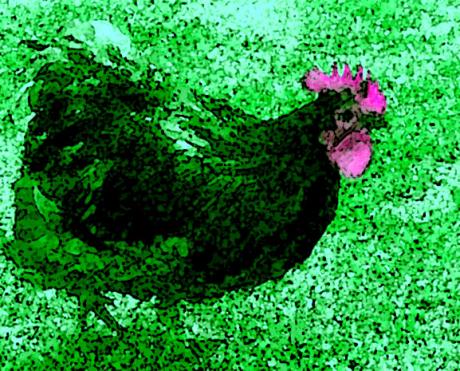 Picture of the day - Greedy Rooster