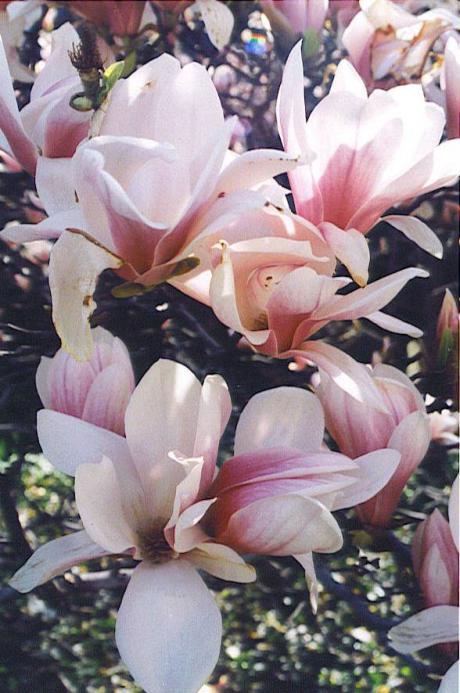 Spring in Toronto: Magnolias