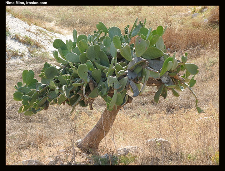 halki018