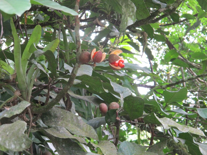 paraty083