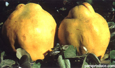 fruit3.jpg