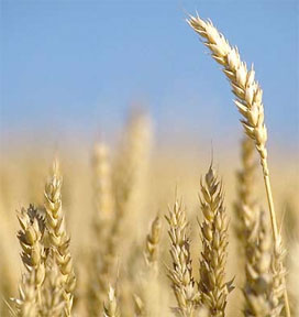 wheat.jpg