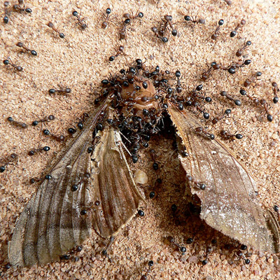 مورچه های مقدس