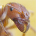 مورچه های تونسی
