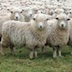سرود گوسفندان