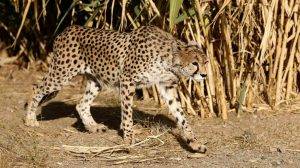 A female Asiatic cheetah named 'Dalbar' Iran
