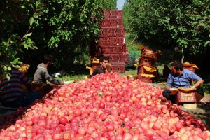 Apples and agriculture in Iran